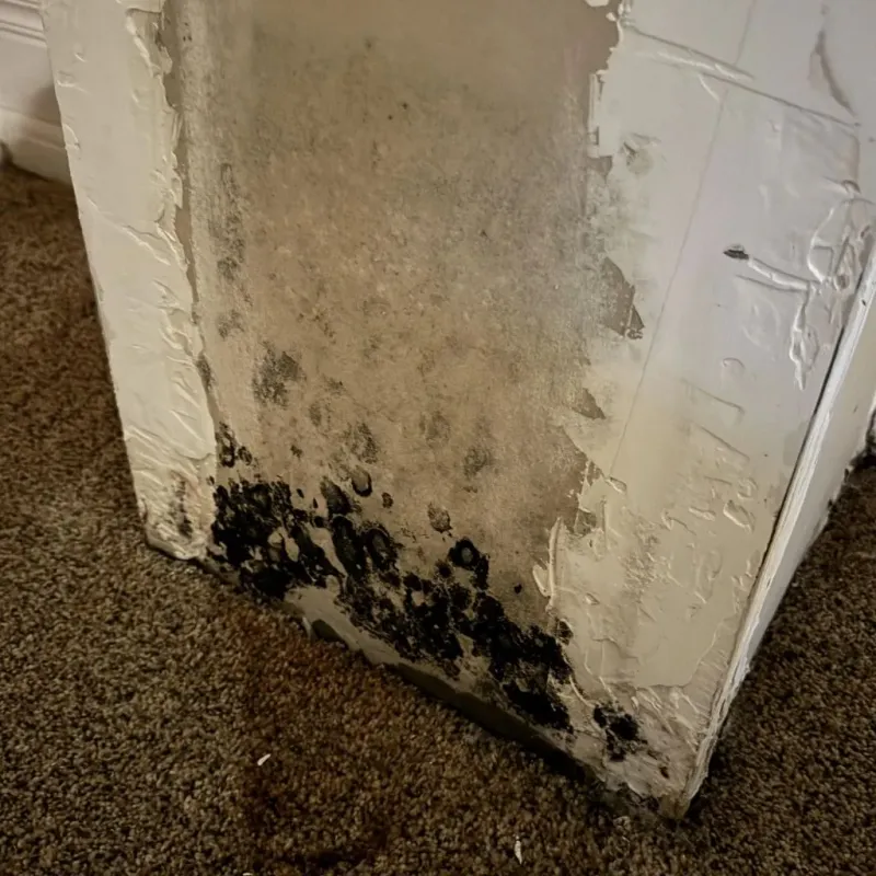 Professional Mold Removal in Rolette County, ND